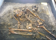 骨が語る歴史－森の宮貝塚出土人骨を中心として－